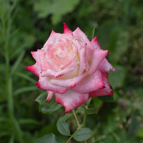 Red Freedom Rose