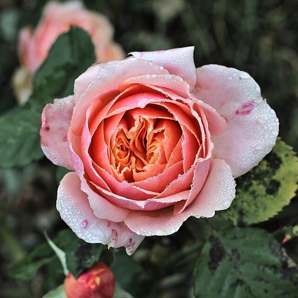 Pink Avalanche Rose