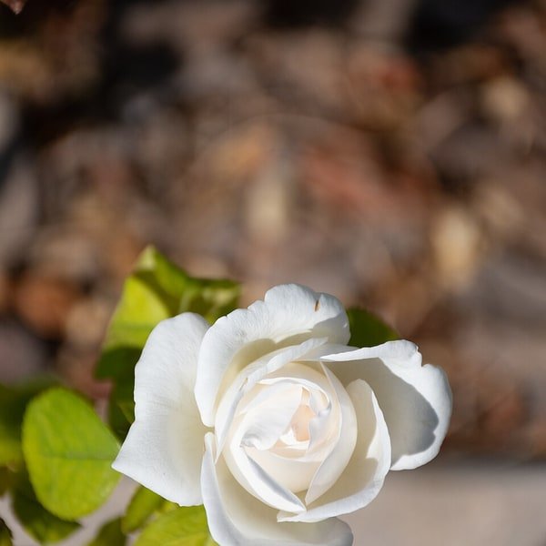 White Iceberg Rose