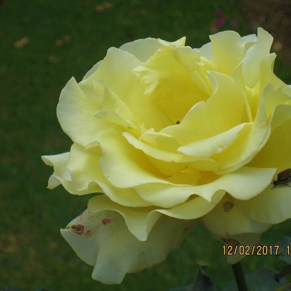 Peach Juliet Rose