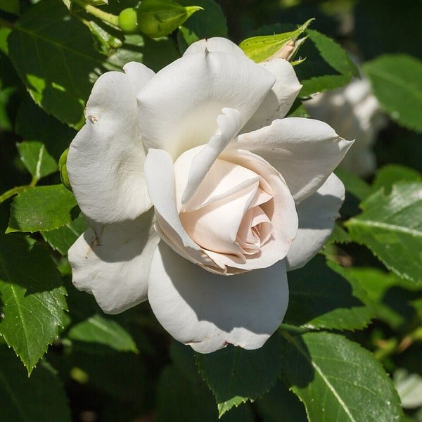 Deep Red Velvet Rose