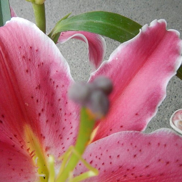 Pink Asiatic Lily