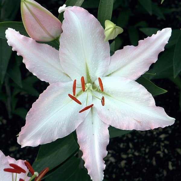 Dendrobium Singapore Orchid