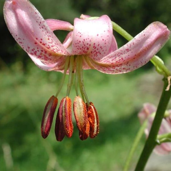 Red Lily Spray