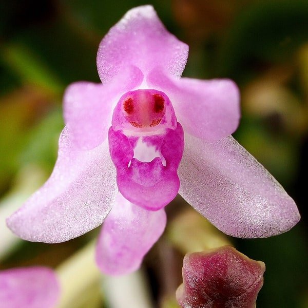 Blue Vanda Orchid