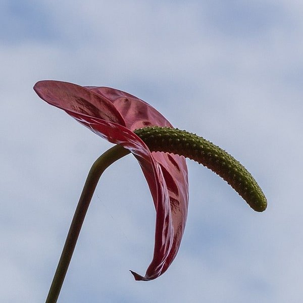 Anthurium Red Heart