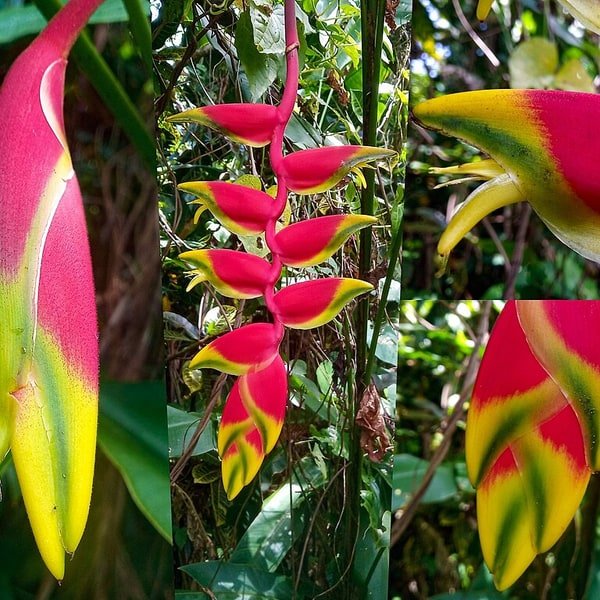 Heliconia Torch Ginger