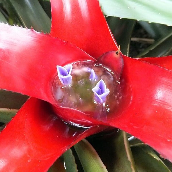 Exotic Tropical Mix