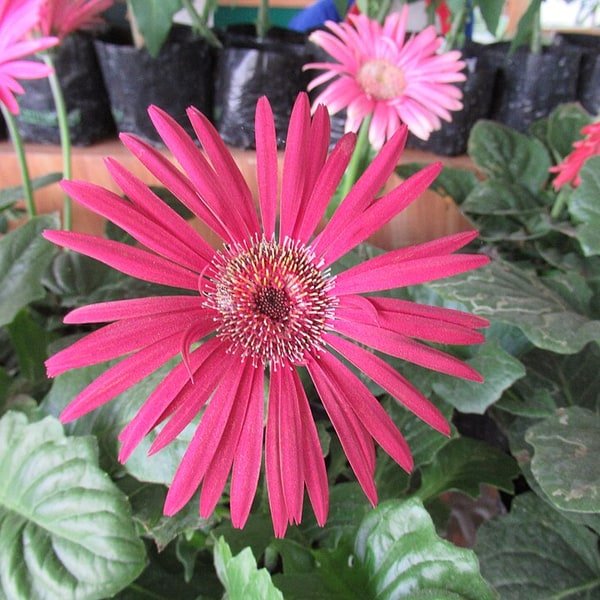 Gerbera Daisy Mix