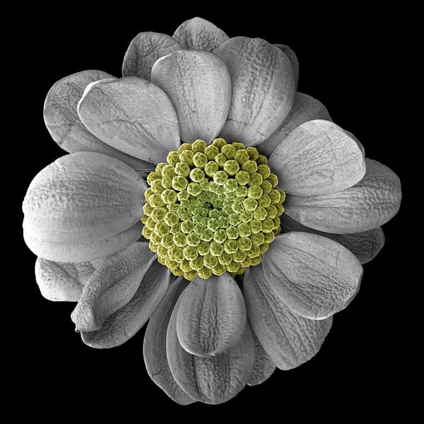 Spider Chrysanthemum