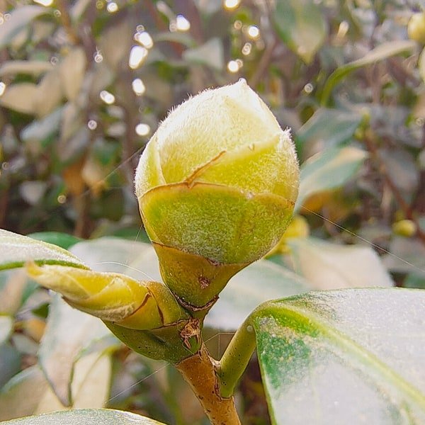 Winter Frost Posy