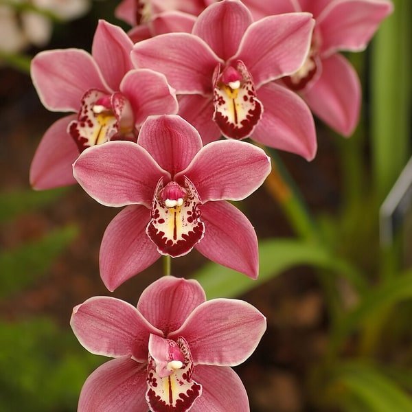 Romantic Pink Collection